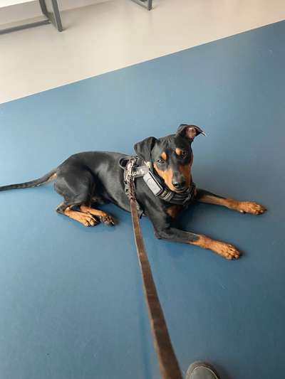 Liebhaber des Deutschen Pinscher gesucht.-Beitrag-Bild