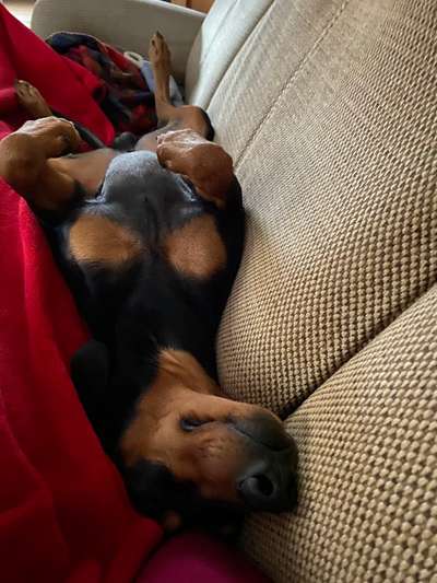 Darf der Hund bei Euch im Bett schlafen?-Beitrag-Bild