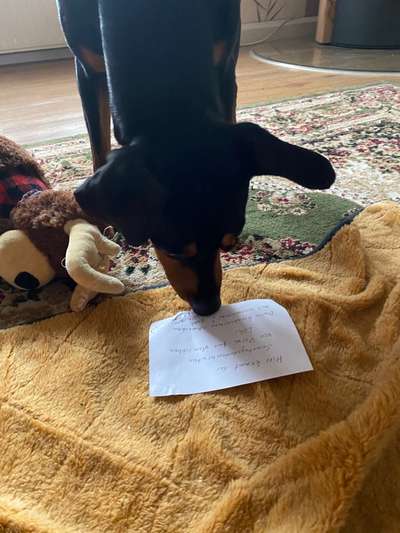 Liebhaber des Deutschen Pinscher gesucht.-Beitrag-Bild