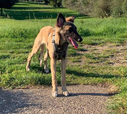 Hundetreffen-Silken Windsprite zum gemeinsamen flitzen gesucht-Bild