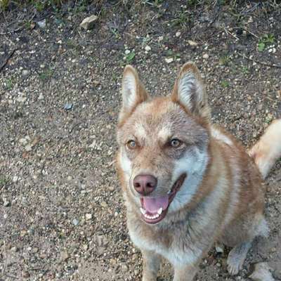 Welche Hunderasse-Beitrag-Bild