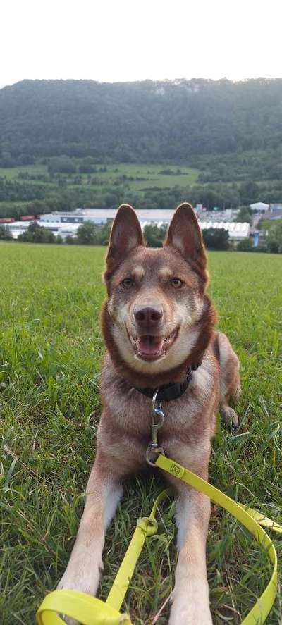 Wo habt ihr eure Hunde her ?-Beitrag-Bild