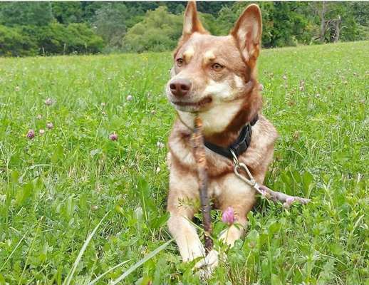 Zeigt mal die schönsten Bilder von euren Hunden !-Beitrag-Bild