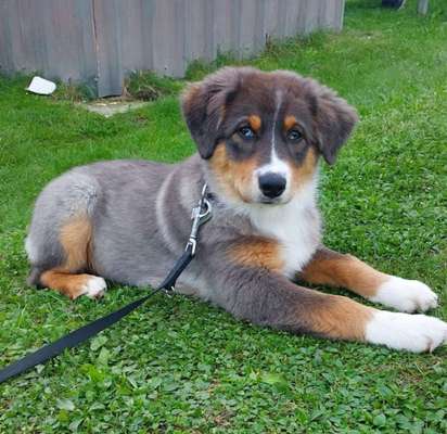 Welpen Bilder !-Beitrag-Bild