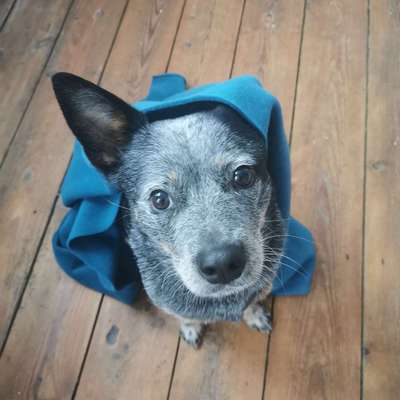 Hundetreffen-Socialwalk ohne Toben-Bild