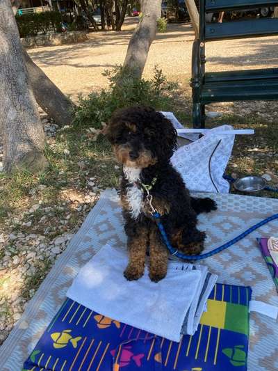 Zeigt her eure Pudel-Beitrag-Bild