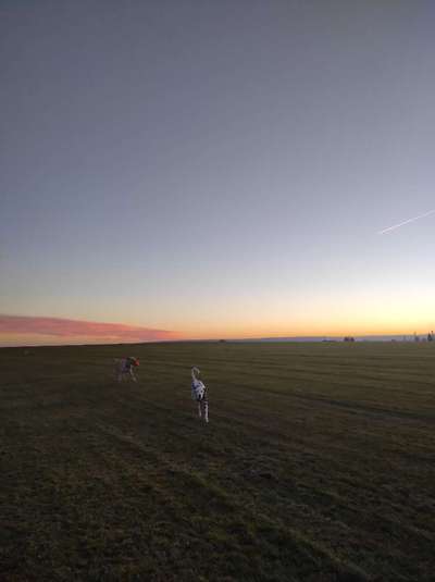 Hundeauslaufgebiet-Seegelflugplatz Musbach-Bild