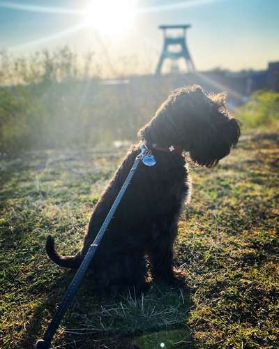 Hundetreffen-Spaziergang und Spielrunde-Bild