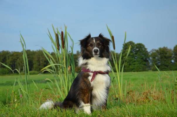 Die Dogorama Kalender Challenge Titelbild-Beitrag-Bild