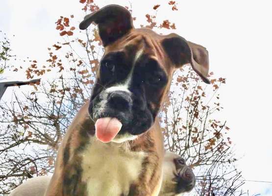 Zeigt eure verrücktesten Hundebilder-Beitrag-Bild