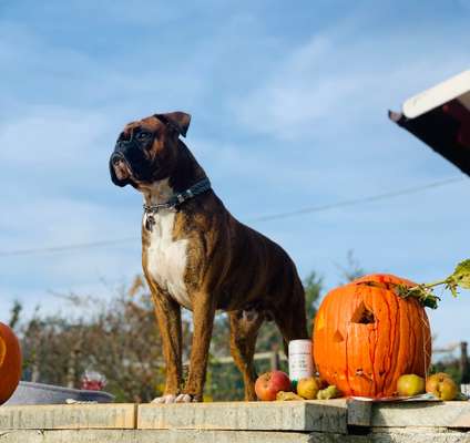 Reinrassige Hunde?-Beitrag-Bild