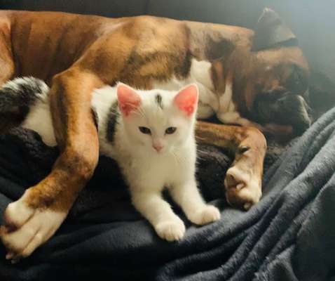 Hund und Katz Momente-Beitrag-Bild