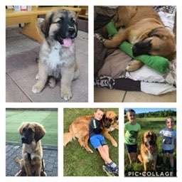 Als Welpen sind sie alle noch süßer-Beitrag-Bild