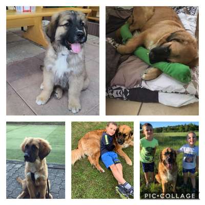 Welpen Bilder !-Beitrag-Bild