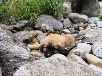 Zeigt mir die lustigsten Schlafpositionen eurer Fellnasen-Beitrag-Bild