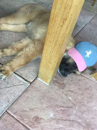 Zeigt mir die lustigsten Schlafpositionen eurer Fellnasen-Beitrag-Bild