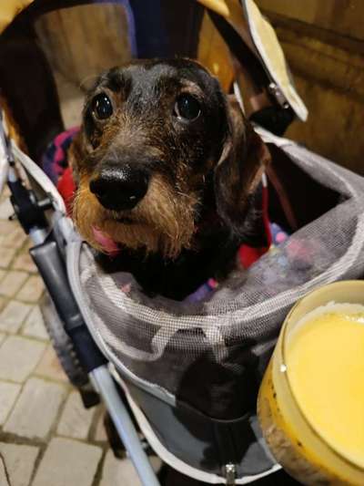 ✨ Hunde auf Weihnachtsmärkten – ja oder nein? ✨-Beitrag-Bild