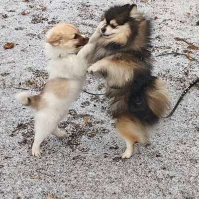 Hundetreffen-Suche für Spieltreffe Welpen, Junghunde oder souveräne, erwachsene Hunde-Bild