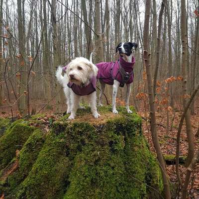 Hundetreffen-Social Walk mit anderen Senioren-Bild