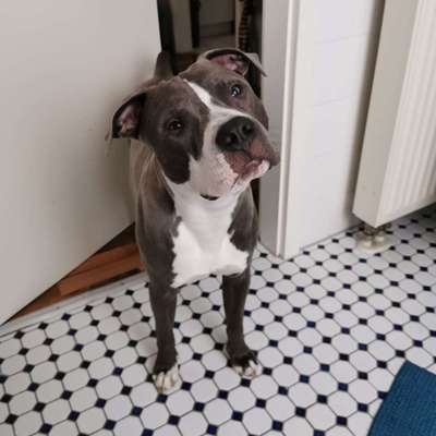 Hundetreffen-Spielerunde für Junghunde-Bild