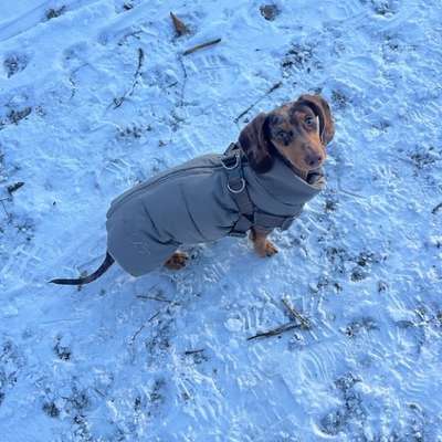 Hundetreffen-Spielgefährten gesucht-Bild