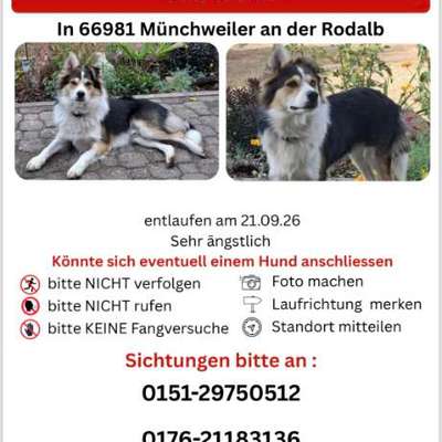 Suchmeldung-Django-Bild