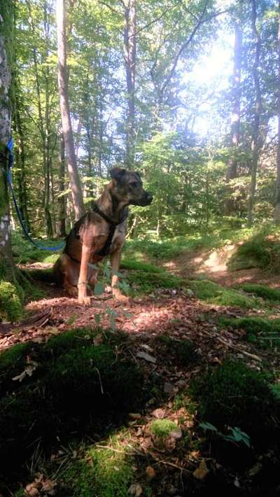 Hunde aus Ungarn?-Beitrag-Bild