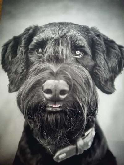 Wo sind die Riesenschnauzer?-Beitrag-Bild