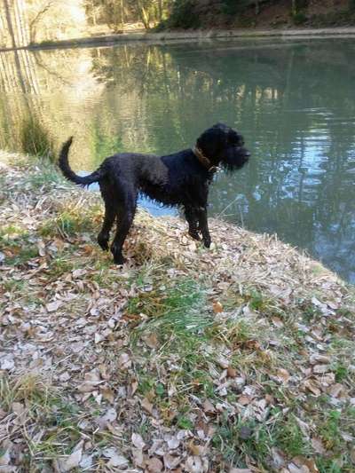 Wo sind die Riesenschnauzer?-Beitrag-Bild