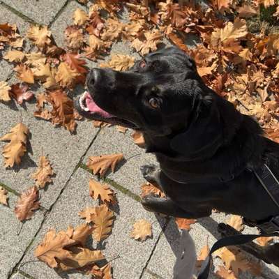 Hundetreffen-Spiel- und Trainingspartner-Bild