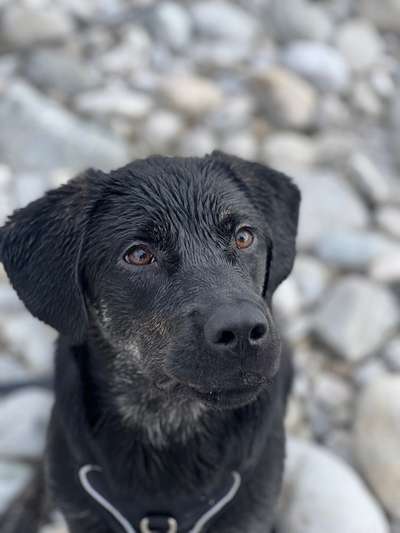 Hundetreffen-Social Walk und Hundefreunde-Bild