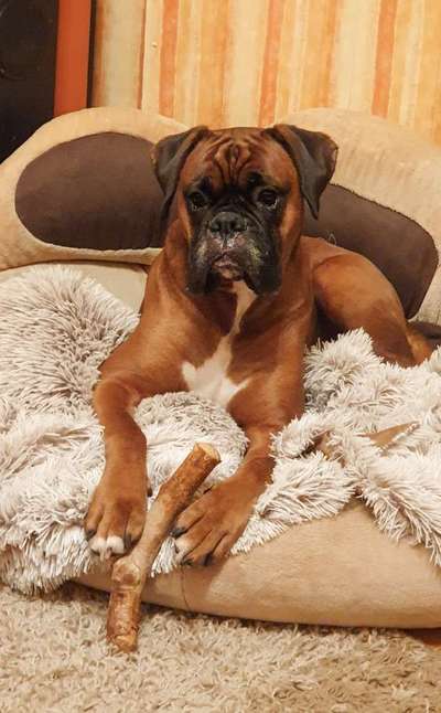 Deutsche Boxer-Beitrag-Bild