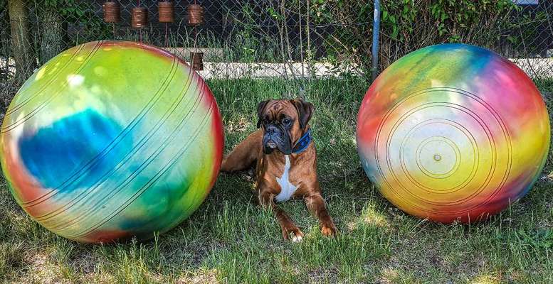 Hoopers Agility-Beitrag-Bild