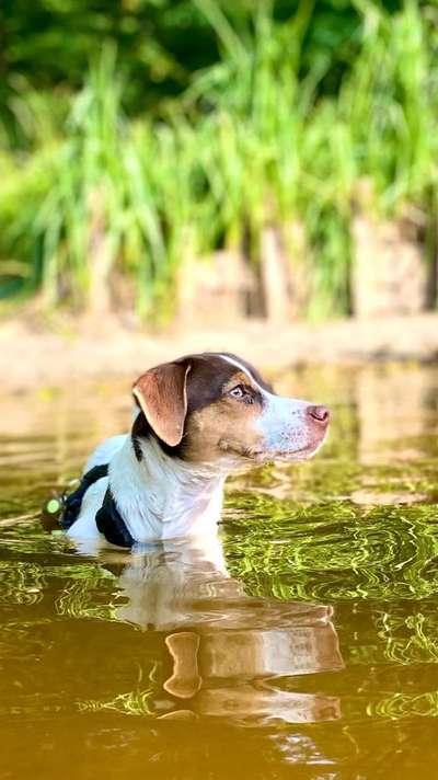 Dansky (Dansk-Svensk Gårdshund)-Beitrag-Bild