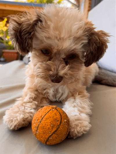Bolonka Zwetna Freunde-Beitrag-Bild
