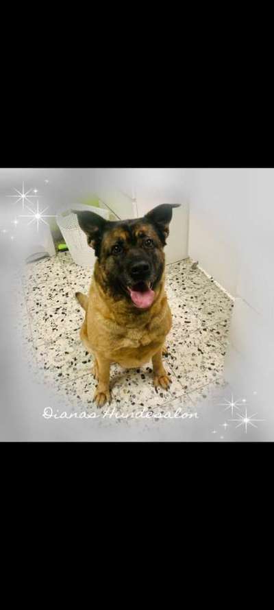 Schäferhund-Beitrag-Bild