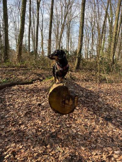 zeigt eure Hunde mit Ihren Frühlingsgefühlen:)-Beitrag-Bild