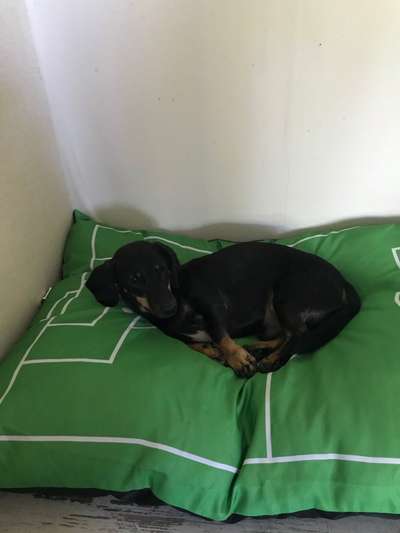 Körbchen / Hundebett-Beitrag-Bild