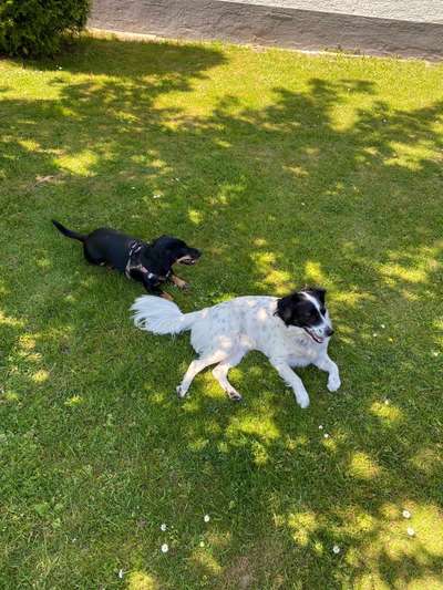 Bester Freund, Hundekumpel - zeigt her!-Beitrag-Bild