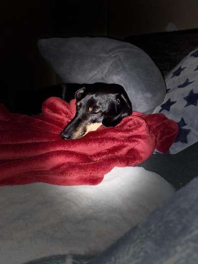 Körbchen / Hundebett-Beitrag-Bild