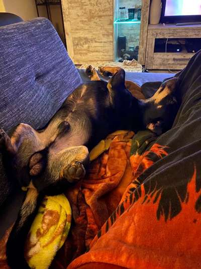 Zeige das lustigste Bild eures Hundis-Beitrag-Bild