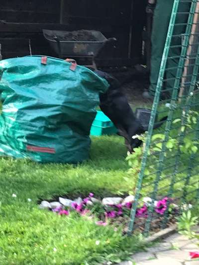 Hunde Memes-Beitrag-Bild