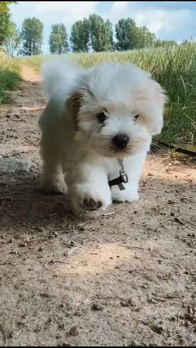 Welpen Bilder !-Beitrag-Bild