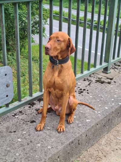 Dogorama Photo Challenge - Brücken-Beitrag-Bild