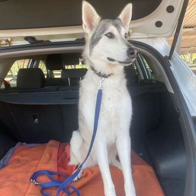 Hundetreffen-Hundebegegnungen und Gassi-Bild