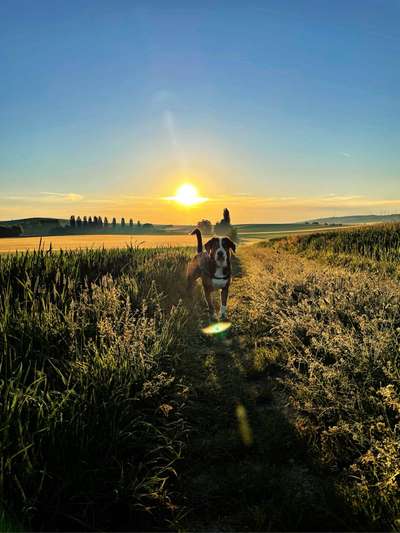 Die Dogorama Monats Challenge "Es grünt und blüht"-Beitrag-Bild