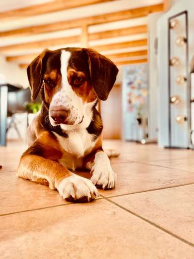 Entlebucher Sennenhund-Beitrag-Bild