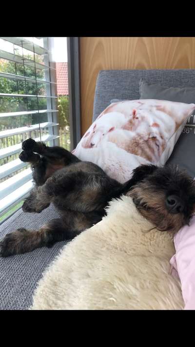 Zeigt mir die lustigsten Schlafpositionen eurer Fellnasen-Beitrag-Bild