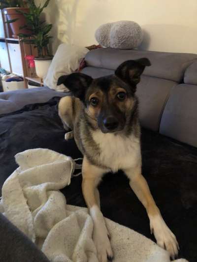 Hunde aus Rumänien-Beitrag-Bild