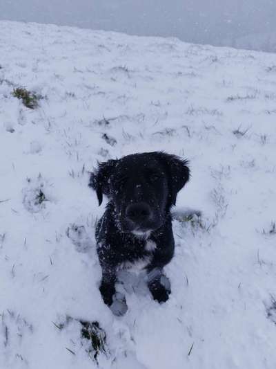 Dogorama Photo Challenge - Portrait-Beitrag-Bild